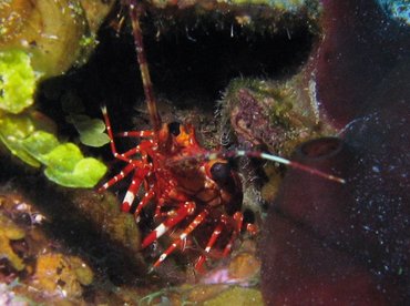 Red Banded Lobster - Justitia longimanus - Turks and Caicos