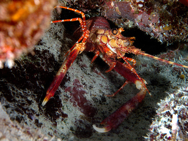 Red Banded Lobster - Justitia longimanus - Turks and Caicos