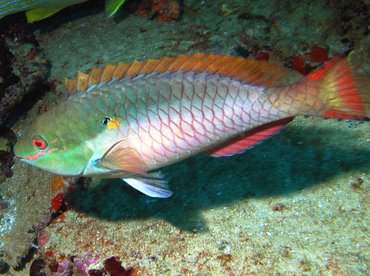 Redband Parrotfish - Sparisoma aurofrenatum - Aruba