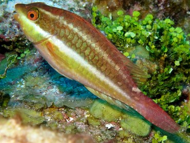 Redband Parrotfish - Sparisoma aurofrenatum - Belize