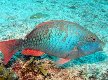 Redband Parrotfish - Sparisoma aurofrenatum - Grand Cayman