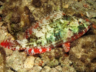 Redband Parrotfish - Sparisoma aurofrenatum - Cozumel, Mexico