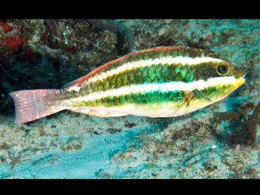 Redband Parrotfish - Sparisoma aurofrenatum - Cozumel, Mexico