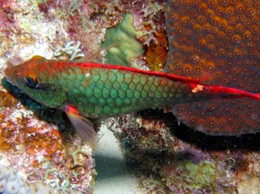 Redband Parrotfish - Sparisoma aurofrenatum - Cozumel, Mexico