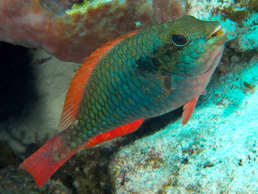 Redband Parrotfish - Sparisoma aurofrenatum - Cozumel, Mexico