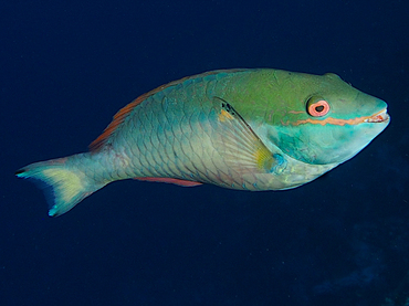 Redband Parrotfish - Sparisoma aurofrenatum - Cozumel, Mexico