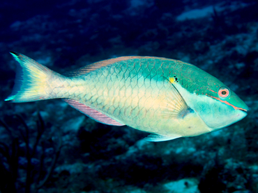 Redband Parrotfish - Sparisoma aurofrenatum - Cozumel, Mexico