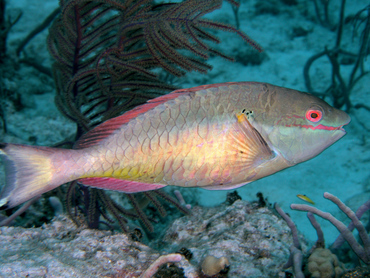 Redband Parrotfish - Sparisoma aurofrenatum - Turks and Caicos