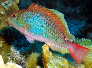 Redband Parrotfish - Sparisoma aurofrenatum - Grand Cayman