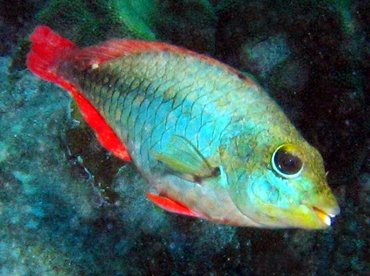 Redband Parrotfish - Sparisoma aurofrenatum - Bonaire