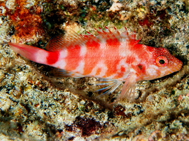 Redbarred Hawkfish - Cirrhitops fasciatus - Big Island, Hawaii