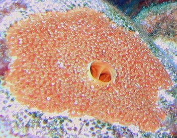 Red Boring Sponge - Cliona delitrix - Turks and Caicos