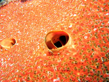 Red Boring Sponge - Cliona delitrix - Turks and Caicos