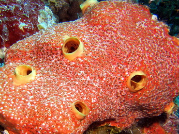 Red Boring Sponge - Cliona delitrix - Turks and Caicos