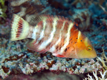 Redbreasted Wrasse - Cheilinus fasciatus - Palau