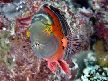 Redbreasted Wrasse - Cheilinus fasciatus - Great Barrier Reef, Australia