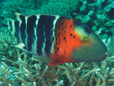 Redbreasted Wrasse - Concholabrus fasciatus - Komodo, Indonesia
