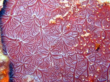 Red Encrusting Sponge - Monanchora arbuscula - Key Largo, Florida