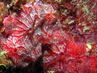Red Encrusting Sponge - Monanchora arbuscula - Roatan, Honduras