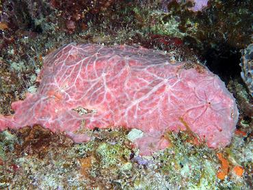 Red Encrusting Sponge - Monanchora arbuscula - British Virgin Islands