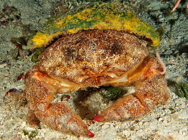 Redeye Sponge Crab - Dromia erythropus - Cozumel, Mexico