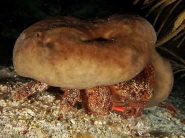 Redeye Sponge Crab - Dromia erythropus - Cozumel, Mexico