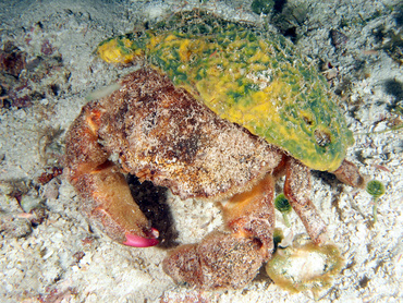 Redeye Sponge Crab - Dromia erythropus - Cozumel, Mexico