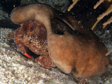 Redeye Sponge Crab - Dromia erythropus - Cozumel, Mexico
