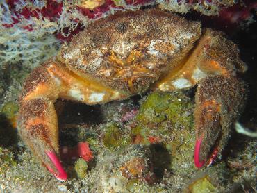 Redeye Sponge Crab - Dromia erythropus - British Virgin Islands