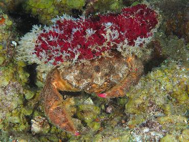 Redeye Sponge Crab - Dromia erythropus - British Virgin Islands