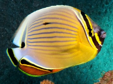 Redfin Butterflyfish - Chaetodon lunulatus - Maui, Hawaii