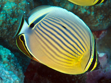 Redfin Butterflyfish - Chaetodon lunulatus - Coral Sea, Australia