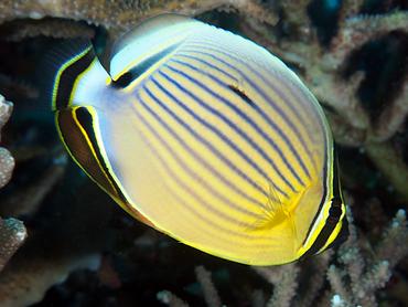 Redfin Butterflyfish - Chaetodon lunulatus - Komodo, Indonesia
