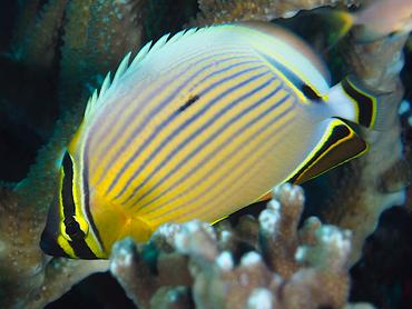Redfin Butterflyfish - Chaetodon lunulatus - Komodo, Indonesia