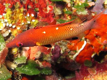 Redfin Hogfish - Bodianus dictynna - Palau