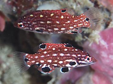 Redfin Hogfish - Bodianus dictynna - Lombok, Indonesia