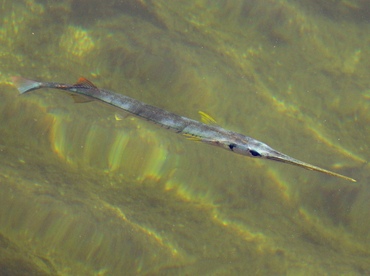 Redfin Needlefish - Strongylura notata - Key Largo, Florida