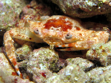 Redhair Swimming Crab - Achelous ordwayi - Cozumel, Mexico