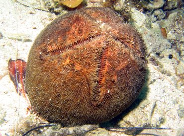 Red Heart Urchin - Meoma ventricosa - Roatan, Honduras