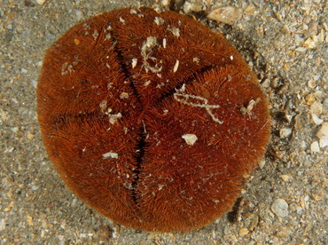 Red Heart Urchin - Meoma ventricosa - Blue Heron Bridge, Florida