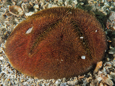 Red Heart Urchin - Meoma ventricosa - Blue Heron Bridge, Florida