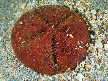 Red Heart Urchin - Meoma ventricosa - Blue Heron Bridge, Florida