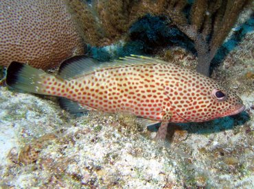 Red Hind - Epinephelus guttatus - Turks and Caicos