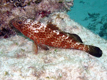 Red Hind - Epinephelus guttatus - Nassau, Bahamas