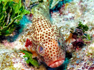 Red Hind - Epinephelus guttatus - Belize