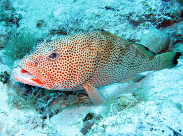 Red Hind - Epinephelus guttatus - Turks and Caicos