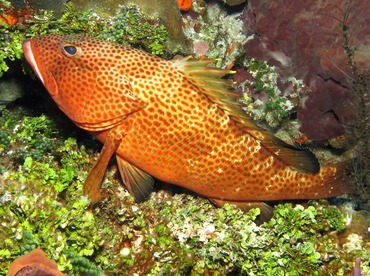 Red Hind - Epinephelus guttatus - Cozumel, Mexico