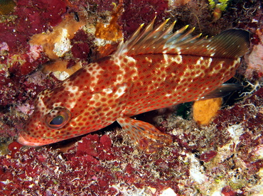 Red Hind - Epinephelus guttatus - The Exumas, Bahamas