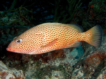 Red Hind - Epinephelus guttatus - Cozumel, Mexico