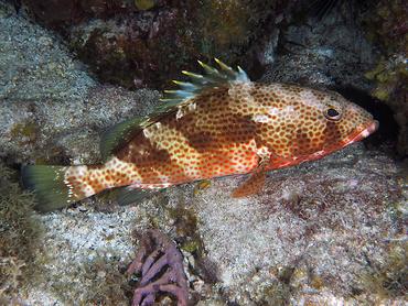 Red Hind - Epinephelus guttatus - British Virgin Islands